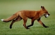 Dog carrying golf ball funny picture